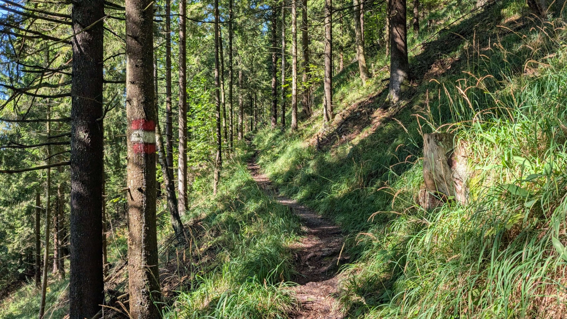 Egynyomvonalas alpesi ösvény