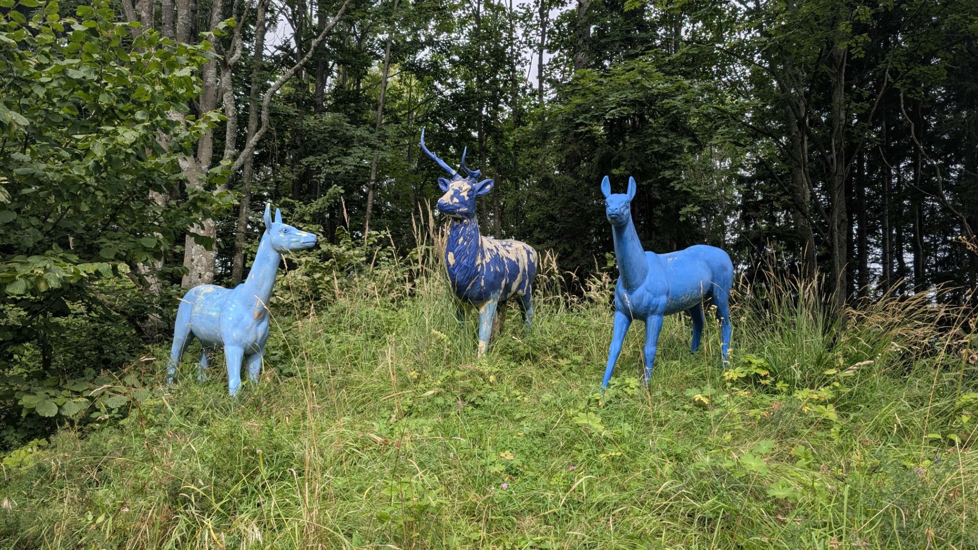 Érdekes helyi lakók